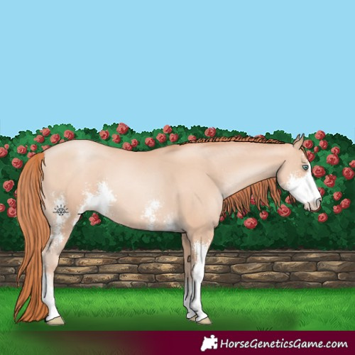 Horse Color:Sable Champagne Pearl Sabino 