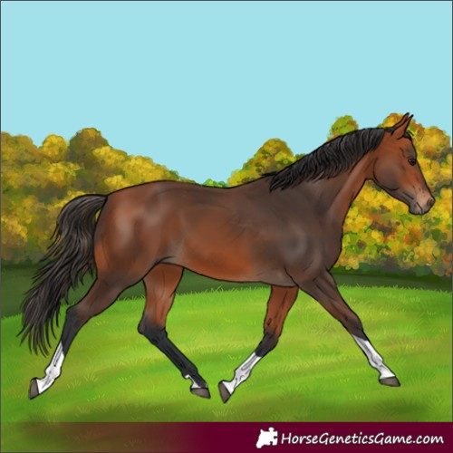 Horse Color:Bay Tobiano 