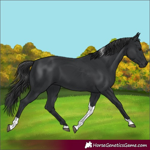 Horse Color:Black Tobiano 