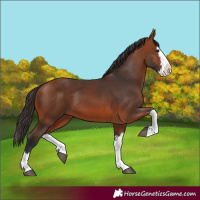 Horse Color:Bay Splash 