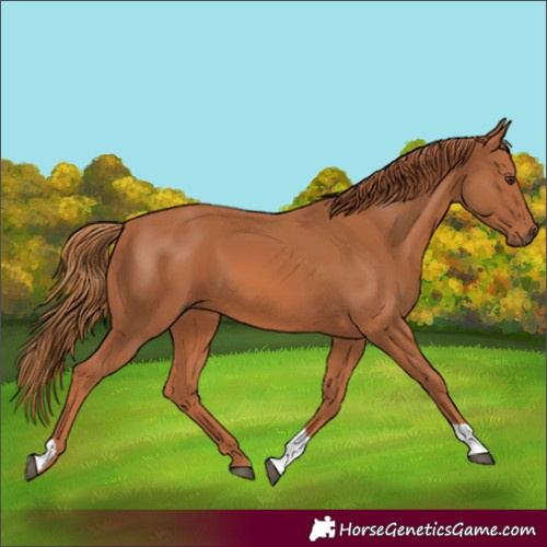 Horse Color:Chestnut Tobiano