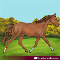 Horse Color:Chestnut Tobiano