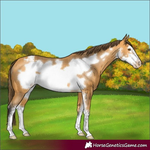 Horse Color:Unknown 