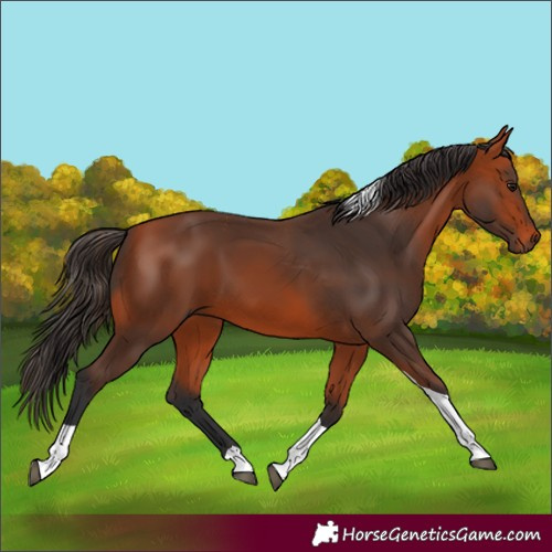 Horse Color:Bay Tobiano 