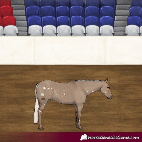 Horse Color:White Spotted Silver Grullo 