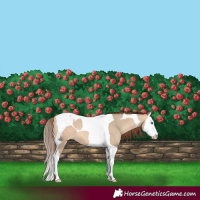 Horse Color:Amber Champagne Dun Splash Tobiano Varnish