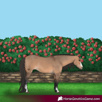 Horse Color:Bay Dun Sabino 
