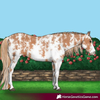 Horse Color:Chestnut Sabino