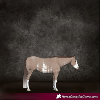 Horse Color:Classic Champagne Sabino Splash Appaloosa 