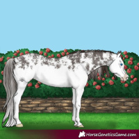 Horse Color:Liver Chestnut Sabino Splash Appaloosa 
