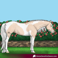 Horse Color:Silver Amber Champagne Dun Splash Tobiano Rabicano 