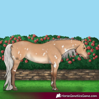 Horse Color:White Spotted Silver Bay Dun Rabicano 