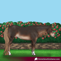 Horse Color:Liver Chestnut Varnish 