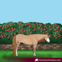 Horse Color:Red Dun Sabino 