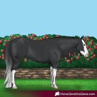 Horse Color:Black Splash 