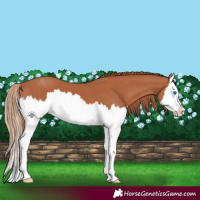 Horse Color:Chestnut Splash 