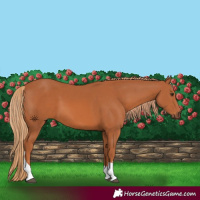 Horse Color:Chestnut Tobiano