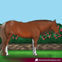 Horse Color:White Spotted Chestnut 