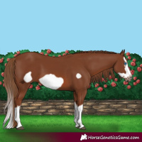 Horse Color:Chestnut Splash Frame 