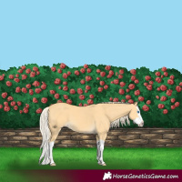 Horse Color:Gold Cream Champagne Dun Splash 