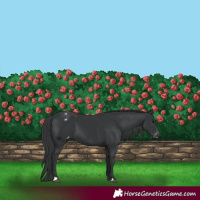 Horse Color:Black Appaloosa 