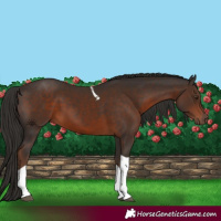 Horse Color:Liver Chestnut Tobiano 