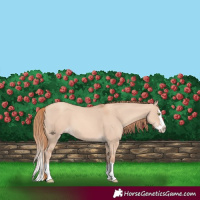 Horse Color:Gold Champagne Dun Splash 