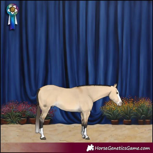 Horse Color:Buckskin Dun Splash 