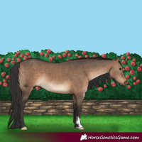 Horse Color:Bay Dun