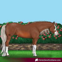 Horse Color:Chestnut Splash 