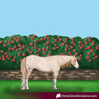 Horse Color:Red Roan Splash