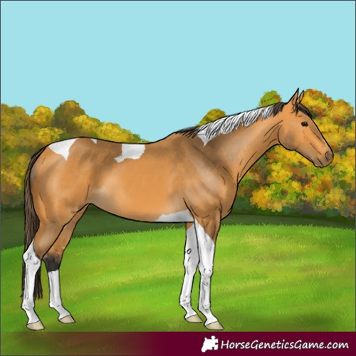 Horse Color:Unknown 