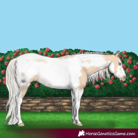 Horse Color:White Spotted Silver Amber Champagne Dun Tobiano Frame Rabicano 