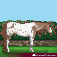 Horse Color:Liver Red Dun Tobiano Blanket Rabicano 