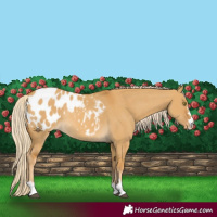 Horse Color:Palomino Dun Blanket Rabicano