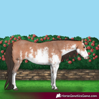 Horse Color:White Spotted Bay Sabino Rabicano 