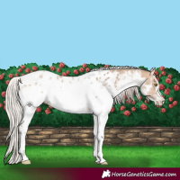 Horse Color:White Spotted Silver Brown Dun Sabino Blanket 