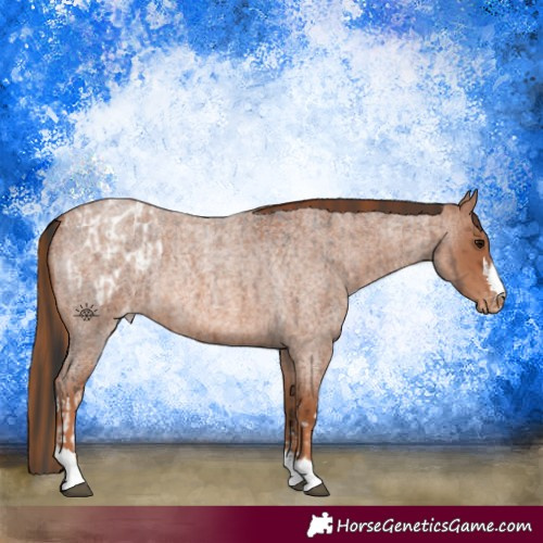Horse Color:White Spotted Brown Roan Appaloosa Rabicano  and Red Roan Appaloosa Rabicano 