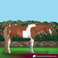 Horse Color:Chestnut Tobiano Rabicano