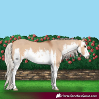 Horse Color:White Spotted Silver Bay Dun 