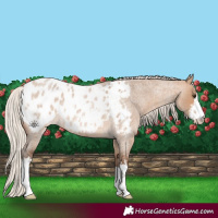 Horse Color:White Spotted Silver Brown Roan Dun Blanket 