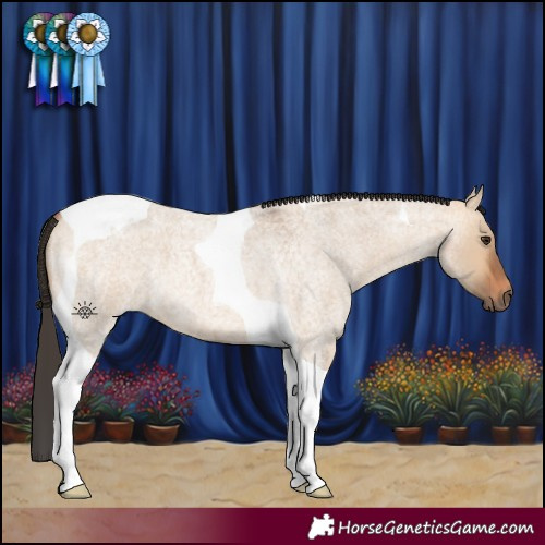 Horse Color:Bay Roan Dun Tobiano 