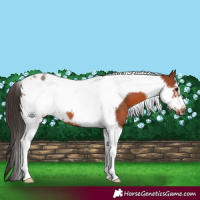 Horse Color:Bay Tobiano Frame 