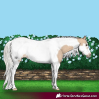 Horse Color:Silver Brown Dun Tobiano Frame 