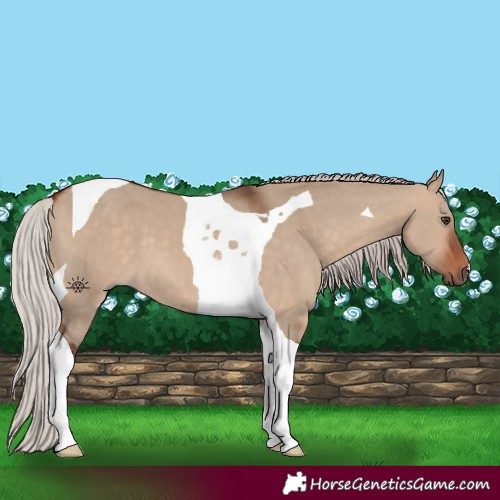Horse Color:Silver Bay Dun Tobiano