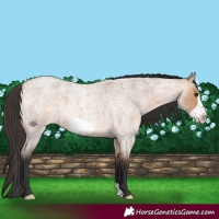Horse Color:Bay Roan Dun Frame 
