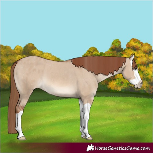 Horse Color:Red Dun Splash Varnish