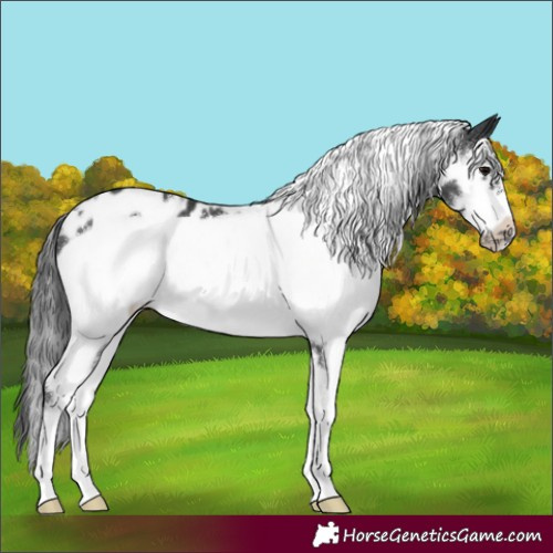 Horse Color:White Spotted Black Sabino Frame Appaloosa 