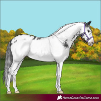 Horse Color:White Spotted Black Sabino Frame Appaloosa 