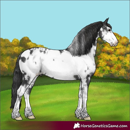 Horse Color:White Spotted Black Sabino Frame Appaloosa 